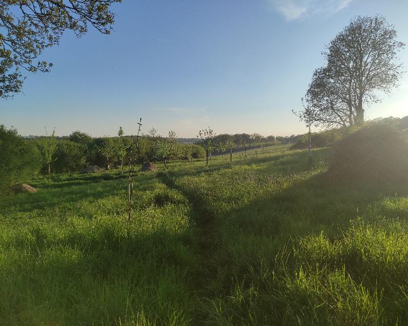 Milieux ligneux